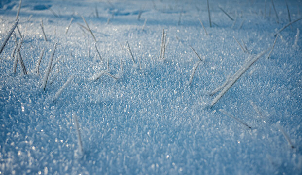 Cold Winter Close-up
