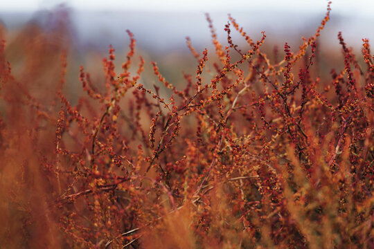 red grass, natural background. 