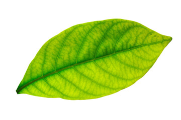 Closeup texture of Green Leaf veins 