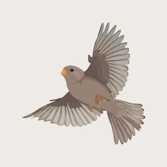 illustration of a flying bird, Bird Vector Art