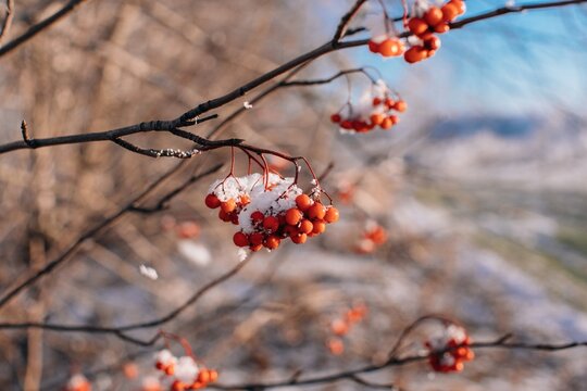 Red rowanberry tree in white snow
