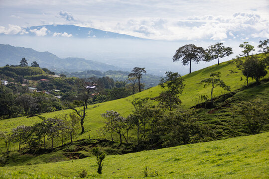 Beautiful Tree Summer mountain Landscape  Costa Rica