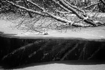 reflection of tree trunks in overflown river wintertime. Snow covered ground. Calm stream of forest river