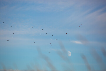 Tiny birds flying into a winter sky.