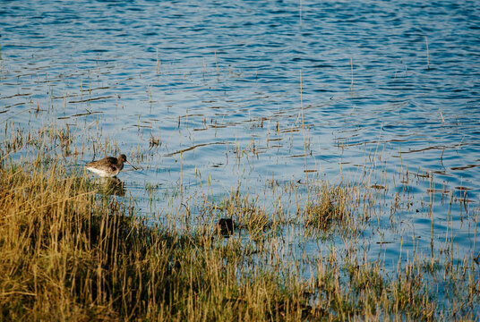 The edge of a tidal river with a wading bird.
