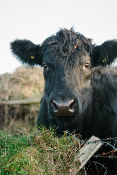 Young welsh black cattle
