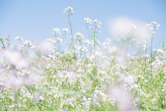 White flowers blooming in the field in spring.
