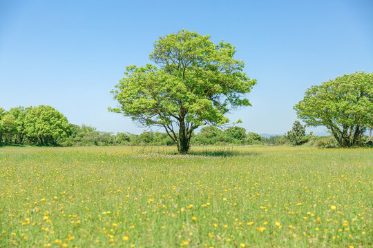 A tree growing in the middle of a field.