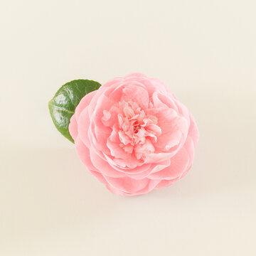 Pink camellia flowers in full bloom.
