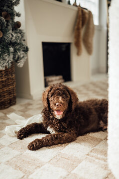 Christmas time with a brown dog playing with bow