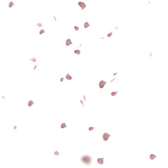 Red Roses Petals in transparent background