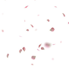 Red Roses Petals in transparent background