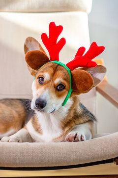 Corgi dog in reindeer antlers