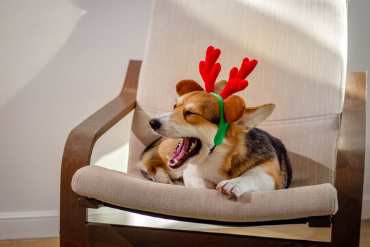 Yawning corgi dog in reindeer antlers