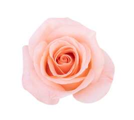 Fototapeta na wymiar Pink rose head flower isolated on white background, soft focus