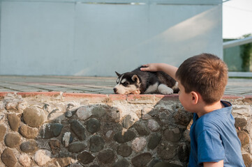 Little boy and Husky puppy
