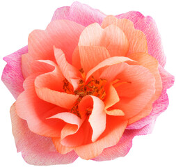 Paper distant drums rose flower handmade from crepe paper