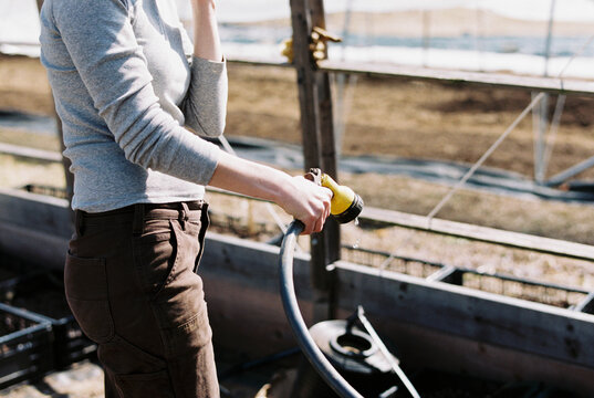 Female farm worker watering trays with seedlings