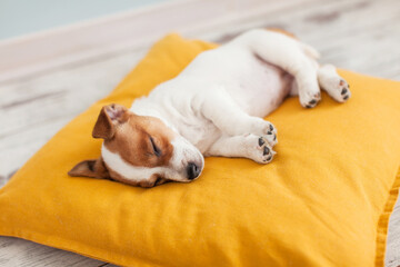 Puppy on yellow pillow at home