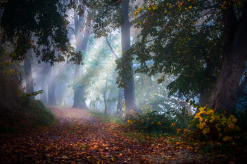 Sunrays on the autumn misty forest path