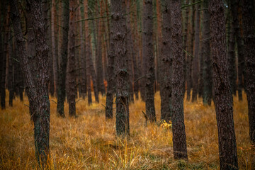 Dense autumn pine forest