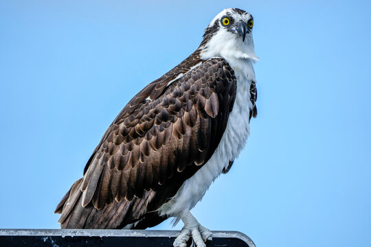 Osprey on a sign