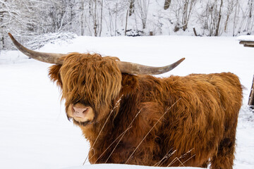 scottish highland cow in thuringian forest germany with snow