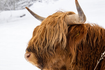 scottish highland cow in thuringian forest germany with snow