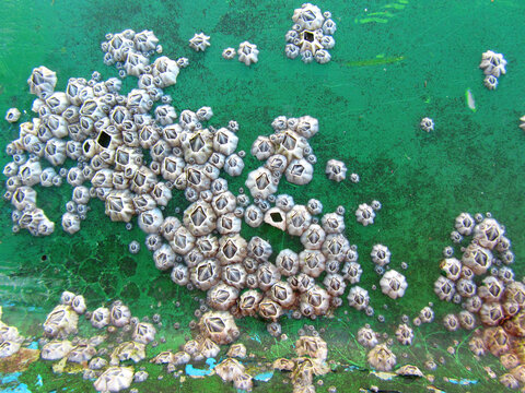 Closeup of Barnacles on Green Boat Hull
