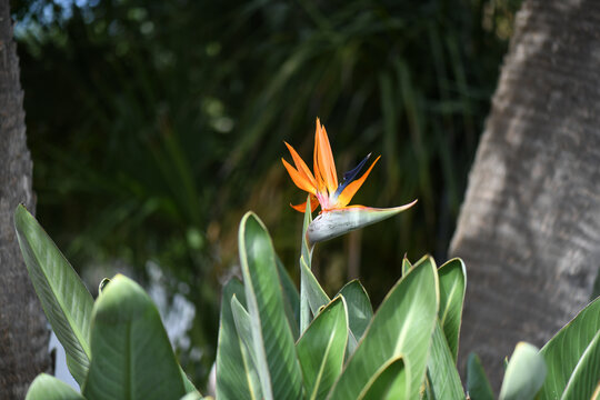 A Colorful Bird Of Paradise Flower In Bloom