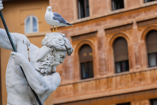 Seagulls over Neptune fountain in Piazza Navona of Rome