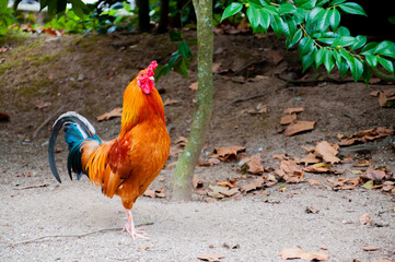 rooster in the garden