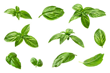 Fresh green organic basil leaves isolated on white background. With clipping path. Ingredient, spice for cooking. Basil collection for design, packaging, advertising, fragrant spicy plant