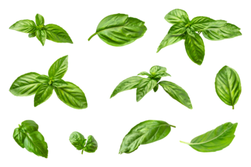 Fresh green organic basil leaves isolated on white background. With clipping path. Ingredient, spice for cooking. Basil collection for design, packaging, advertising, fragrant spicy plant
