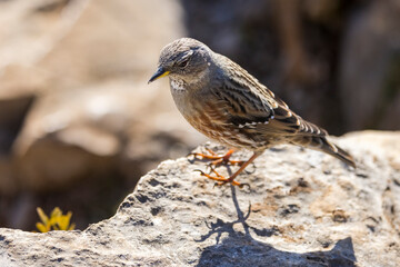 Alpine Accentor (Punella collaris) on rocks in the Southern Alps of France