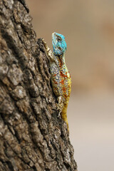 The southern rock agama or southern African rock agama (Agama atra) on the rough bark of a tree.