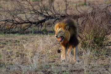 The Transvaal lion (Panthera leo krugeri), also known as the Southeast African lion or Kalahari lion grins into the camera