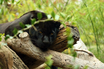 The jaguar (Panthera onca) lying on tree trunks. A black jaguar in captivity.