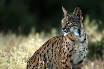The Iberian lynx (Lynx pardinus), portrait of a young cat after sunset.