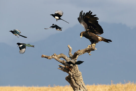 Spanish imperial eagle (Aquila adalberti), also as the Iberian imperial eagle, Spanish or Adalbert's eagle lands among the magpies on a cork oak in yellow grass with dark mountains in the background.