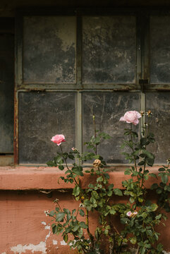 Roses in an abandoned place