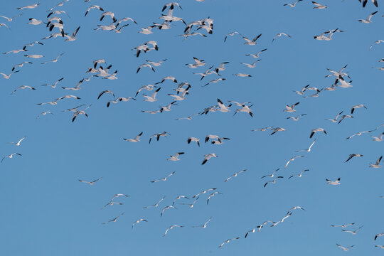 flying snow geese 