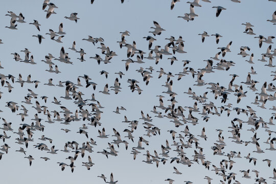 flying snow geese 