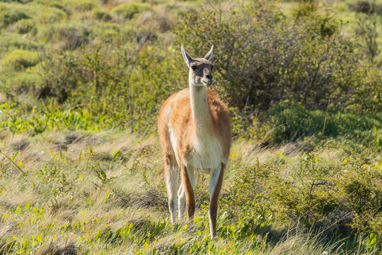 Guanaco Feeding On Grass 