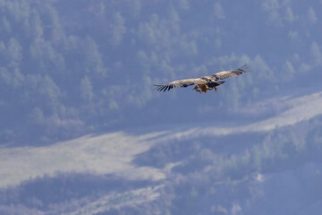 Griffon vulture in flight at Rémuzat en Provence, France