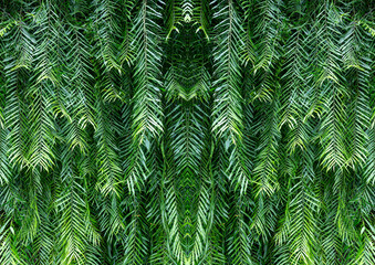 Green leaves background or texture. Abstract nature pattern and texture for design.