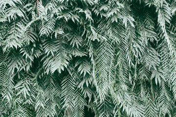 Green fern leaves background. Tropical leaf texture. Exotic plant