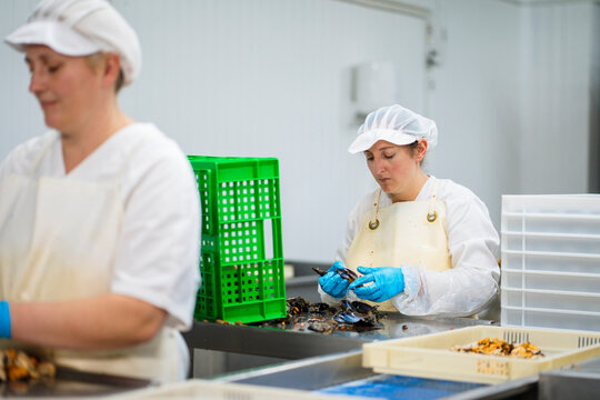 Employees working in mussel canning company