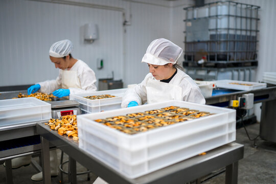Female factory employees peeling fresh mussels