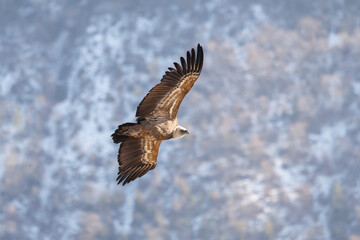Griffon vulture in flight at Rémuzat en Provence, France